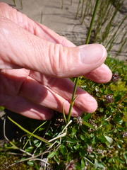 Eriophorum scheuchzeri