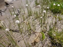 Eriophorum scheuchzeri
