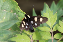 Androloma disparata