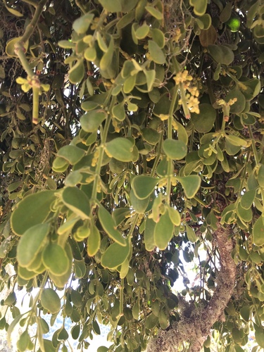 iNaturalist observation photo of oak mistletoe
