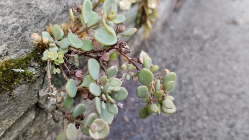 Hylotelephium cauticola, photograph 1
