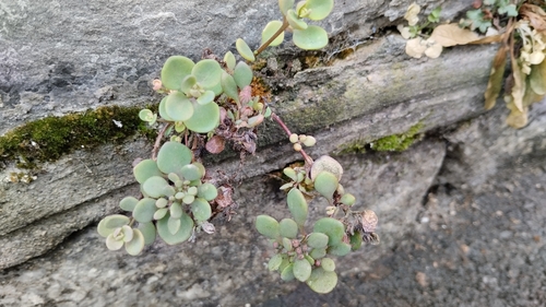 Hylotelephium cauticola, photograph 2