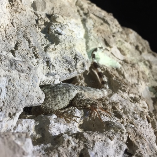 Crevice Spiny Lizard
