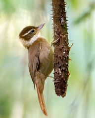 White-Collared Foliage-Gleaner photo 2
