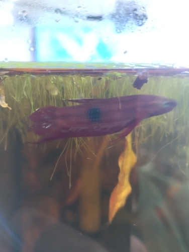 Selangor red fighter (Betta livida) — Osphronemidae — 5