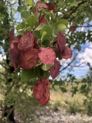 Terminalia prunioides image