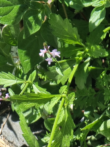 Verbena officinalis image