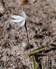 Caladenia saccharata