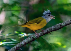 Grey-Headed Tanager photo 4