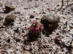 Drosera micrantha