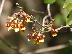 Gmelina arborea image