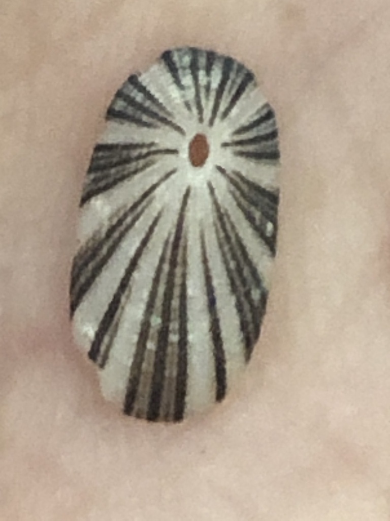 Dwarf Keyhole Limpet