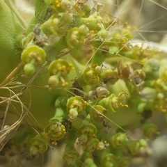 Euphorbia paganorum image