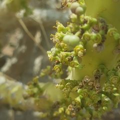 Euphorbia paganorum image