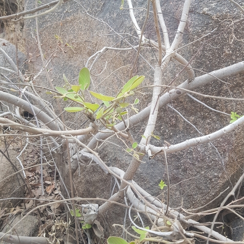 Annona senegalensis image