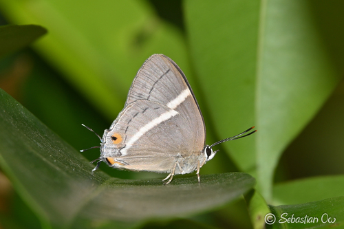 Dacalana cotys