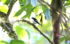 Ficedula westermanni