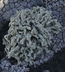 Lecanora phryganitis