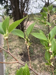 Alnus sieboldiana, photograph (c) 岸本年郎, some rights reserved (CC BY)