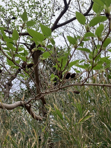 Alnus sieboldiana, photograph 3
