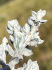 Amphithalea violacea