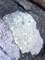 Protoparmeliopsis pinguis