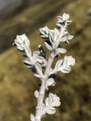 Amphithalea violacea