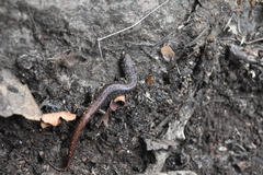 Pseudoeurycea leprosa