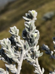 Amphithalea violacea