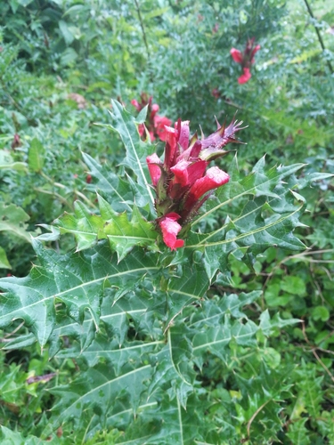 Image of Acanthus sennii by (c) Mattia Menchetti, some rights reserved (CC BY)