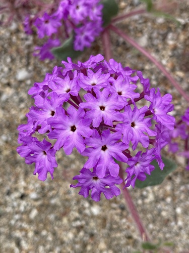 Desert sand verbena (Abronia villosa)