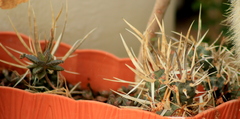 Tephrocactus