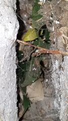Pholcus phalangioides