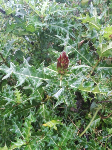 Image of Acanthus sennii by (c) Mattia Menchetti, some rights reserved (CC BY)