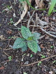 Hypoestes phyllostachya image