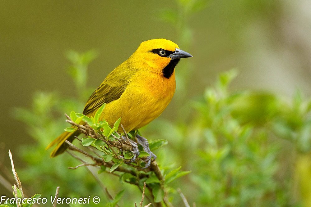 Spectacled Weaver