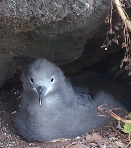 Wedge-tailed Shearwater