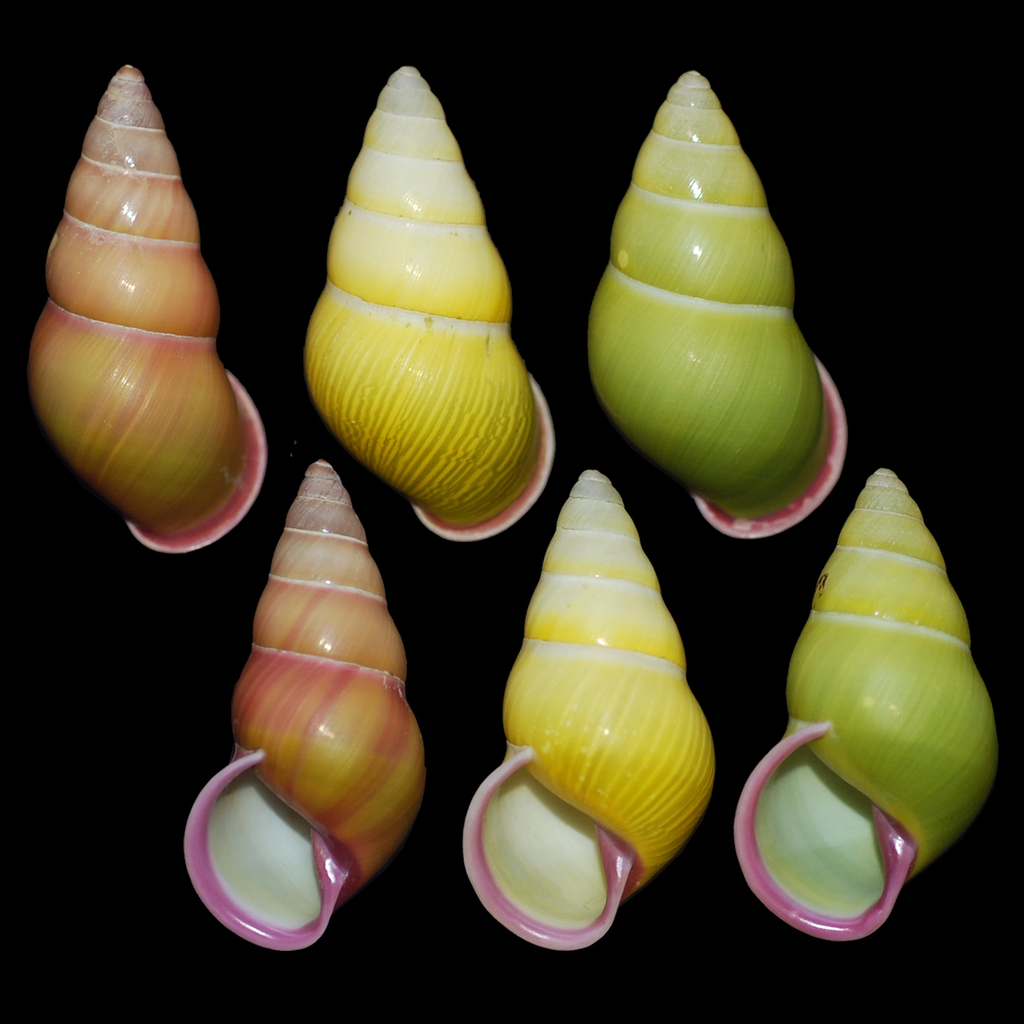 Amphidromus alicetandiasae