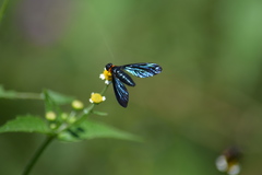 Cyananthrax cyanopterus