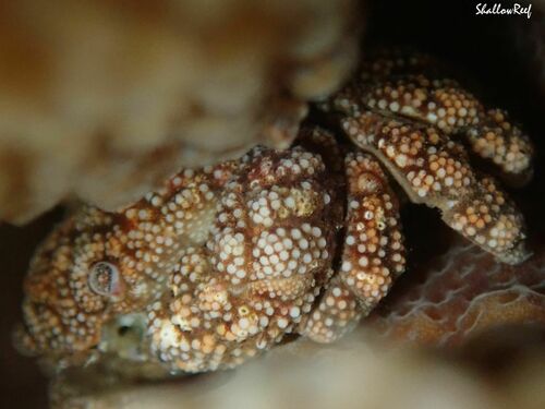 Pseudoliomera speciosa observed 2023-03-18