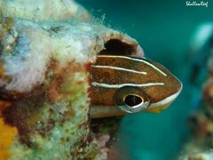 Gosline's Fangblenny photo 4