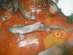 False Catshark photo 3