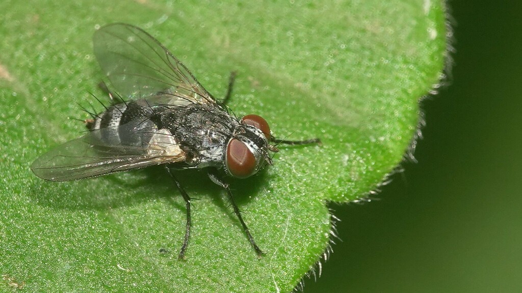 Eoacemyia