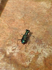 Cylindera versicolor