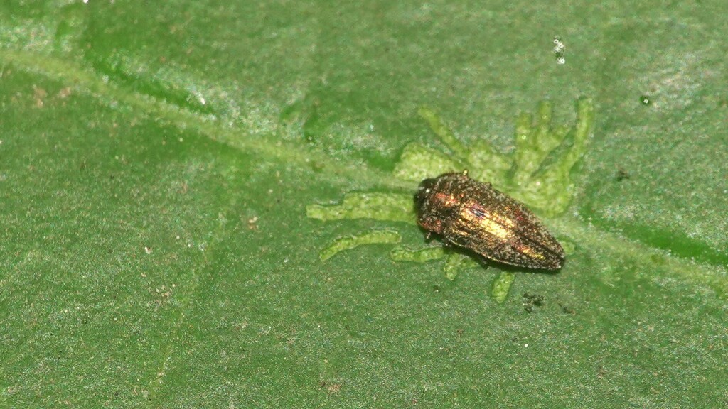 Aphanisticus from Mahim Nature Park, Dharavi, Mumbai, Maharashtra ...