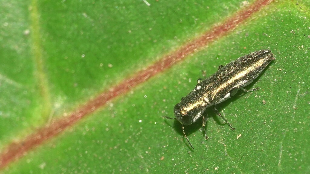 Agrilus from Mahim Nature Park, Dharavi, Mumbai, Maharashtra 400017