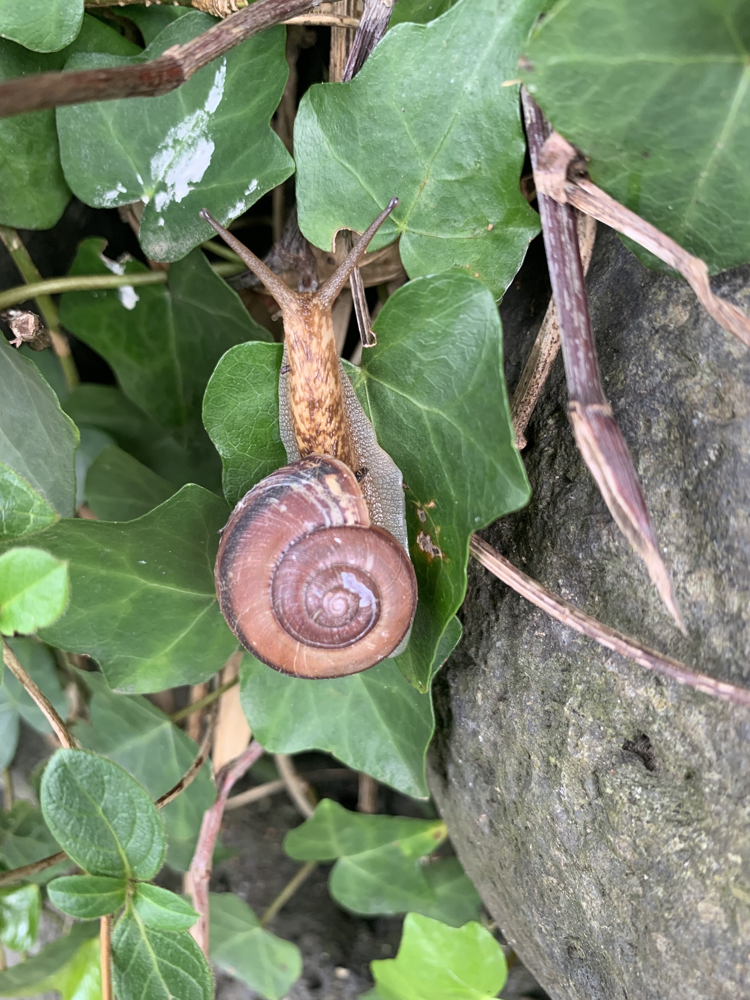 Euhadra peliomphala simodae