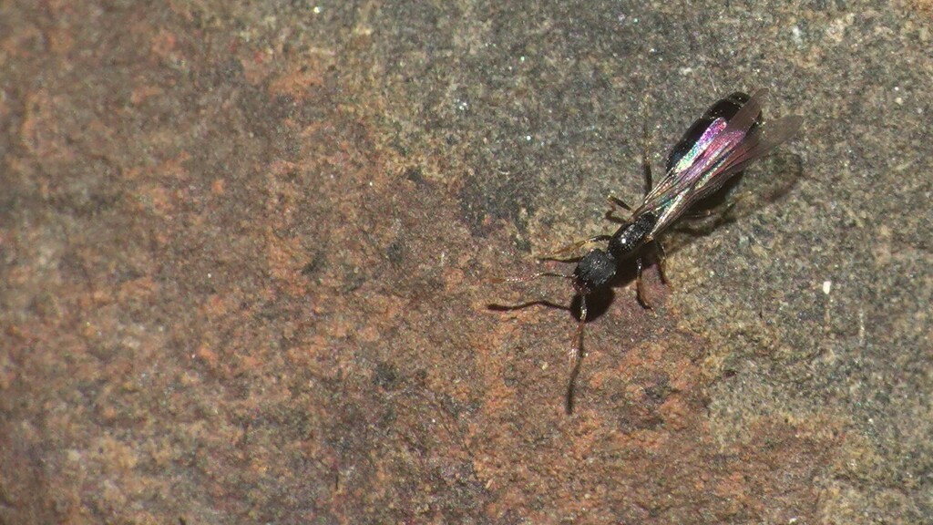 Myrmicine Ants from Film City, Goregaon East, Mumbai suburban, Film ...