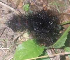 Hypercompe scribonia