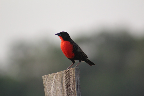 Red-breasted Meadowlark (Leistes militaris), photo 9